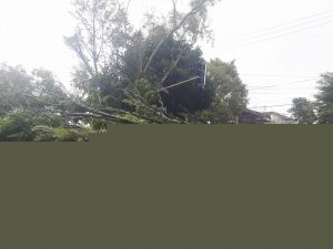 pohon-tumang-jln-samrat