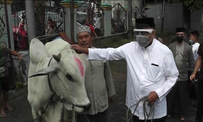 olly-dondokambey-serahkan-sapi-kurban-bagi-umat-muslim olly dondokambey serahkan sapi kurban bagi umat muslim